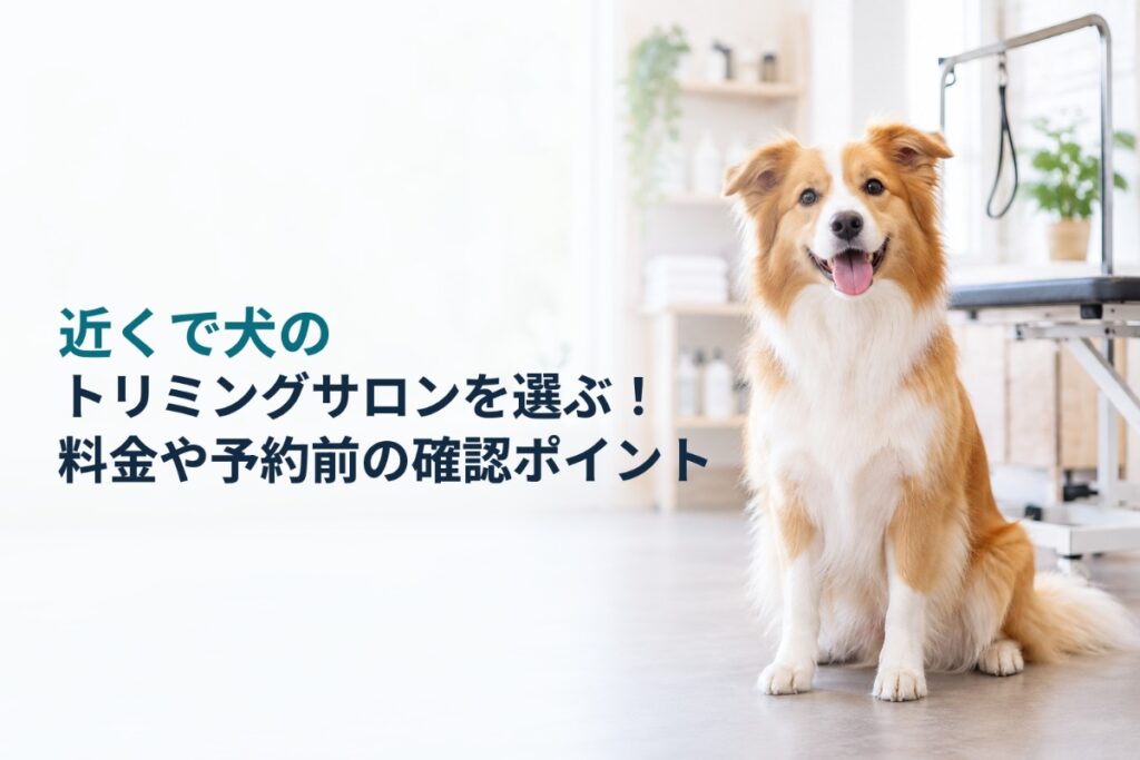 近くで犬のトリミングサロンを選ぶ!料金や予約前の確認ポイント